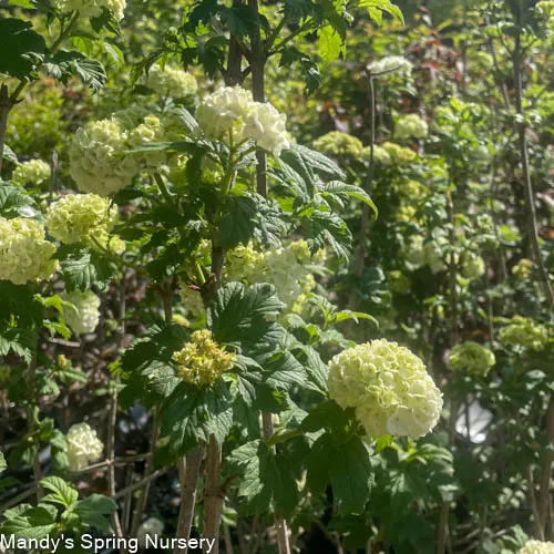 Common Snowball Viburnum - Tree Form | Viburnum opulus 'Roseum'
